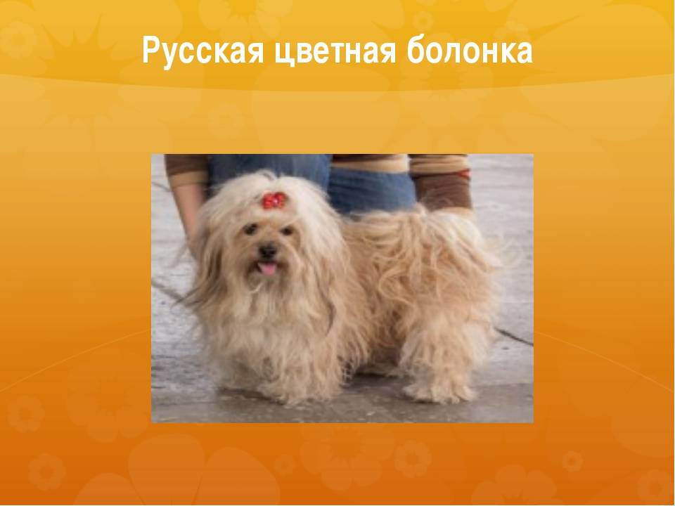 Русская цветная болонка, непризнанная порода ⋆ всё о домашних животных!