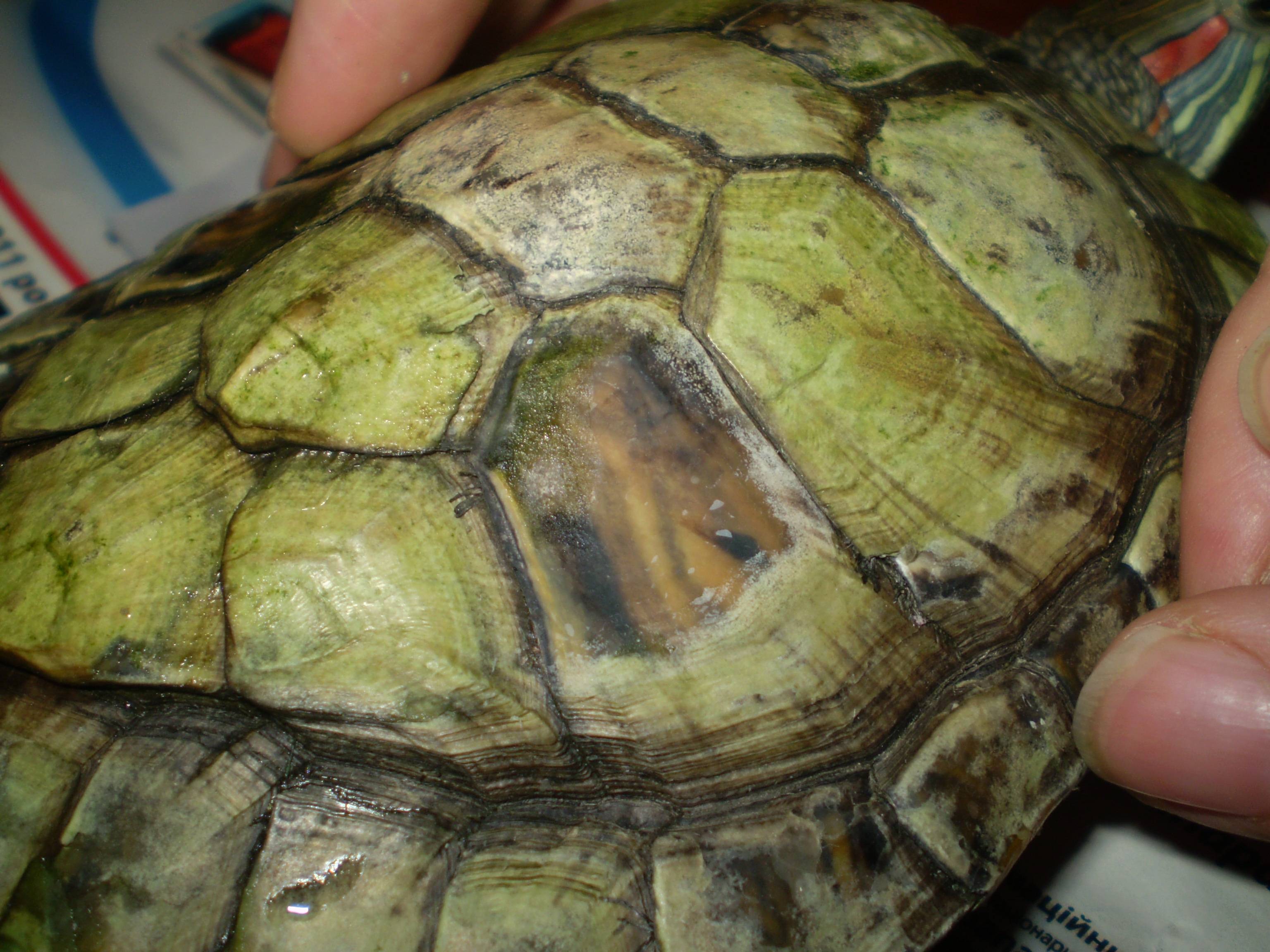 ᐉ линька у красноухих черепах: отслаивается панцирь, шелушится и облезает кожа на шее и лапах - zoopalitra-spb.ru