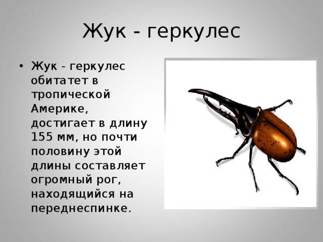 Жук Геркулес