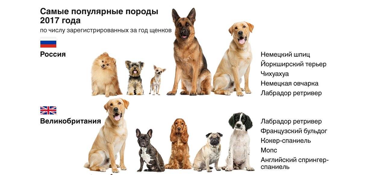 Топ-36 лучших собак для квартиры | dogkind.ru