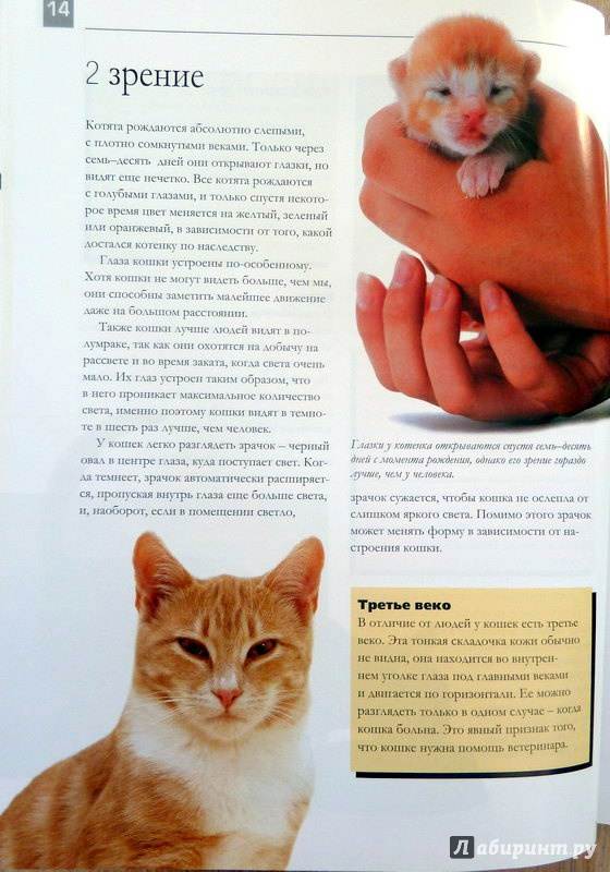 Правильное воспитание кошки: советы и рекомендации экспертов | ваши питомцы