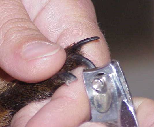 [новое исследование] как подстричь когти морской свинке в домашних условиях: пошаговая инструкция