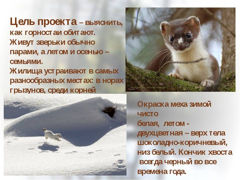 Горностай – шустрый хищный зверек. описание и фото горностая