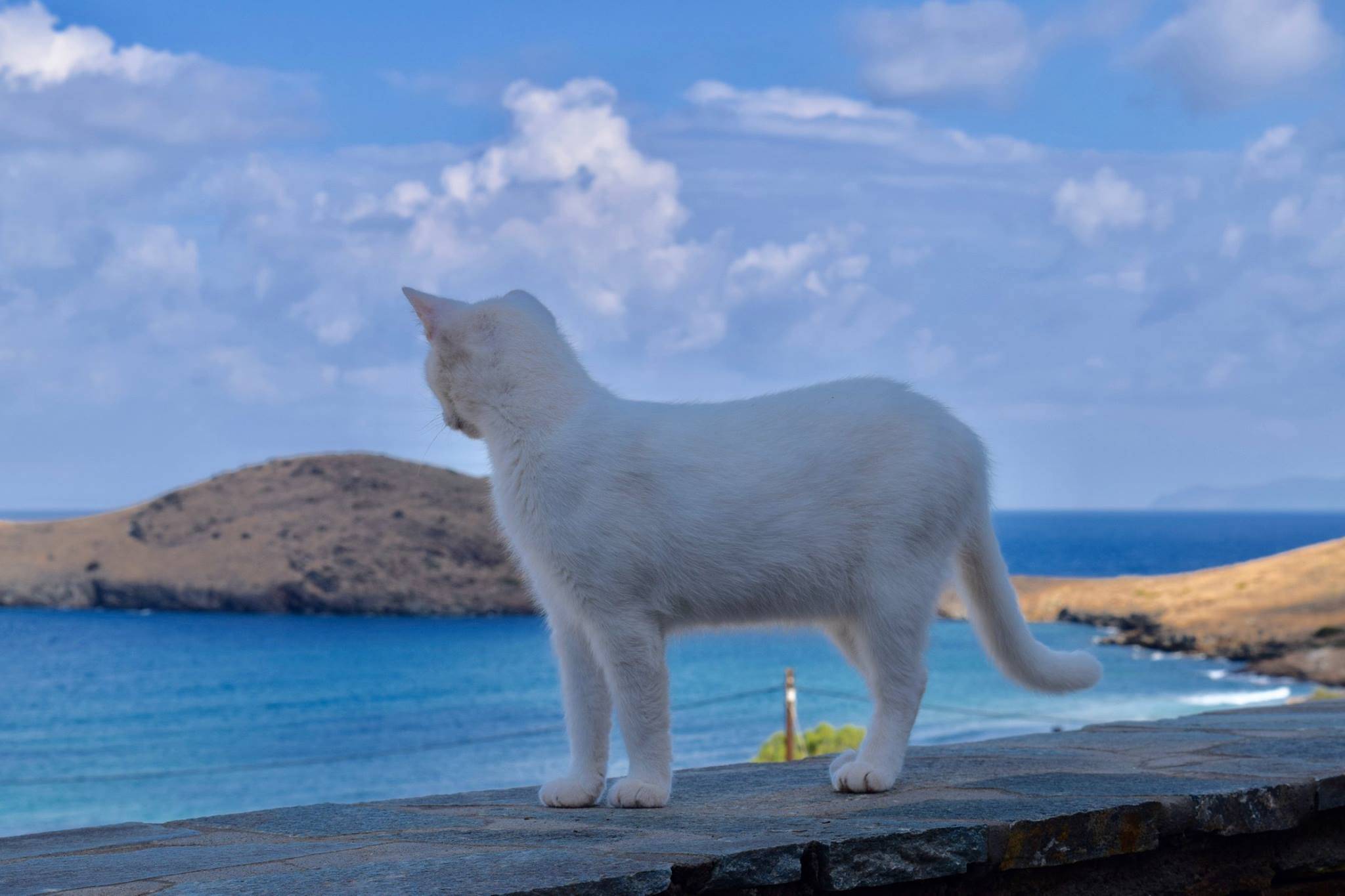 Приют для кошек на потрясающем греческом острове: работа смотрителя мечты  -  история  2022