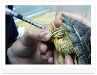 «элеовит» для черепах: инструкция по применению