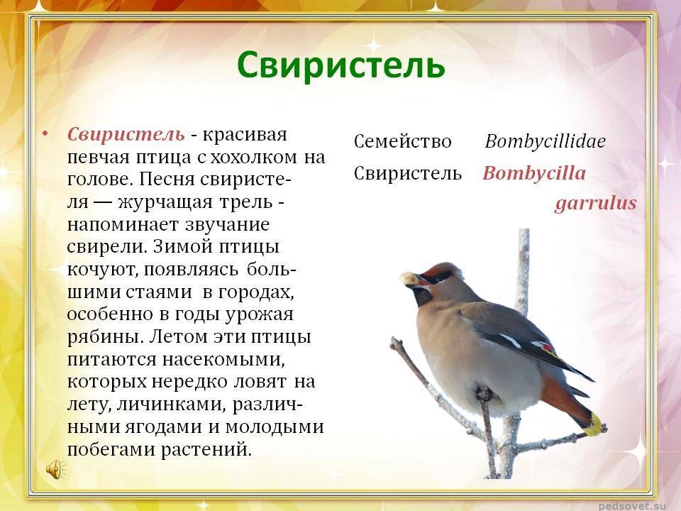 Свиристель — птица с хохолком на голове. пьяные свиристели