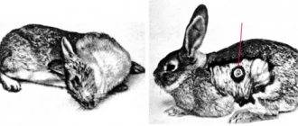 Крольчихи зажирели что делать. кролики не спариваются: почему, что делать