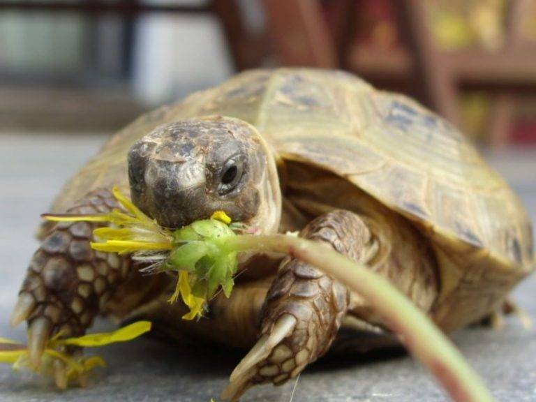 Среднеазиатская черепаха: содержание и уход