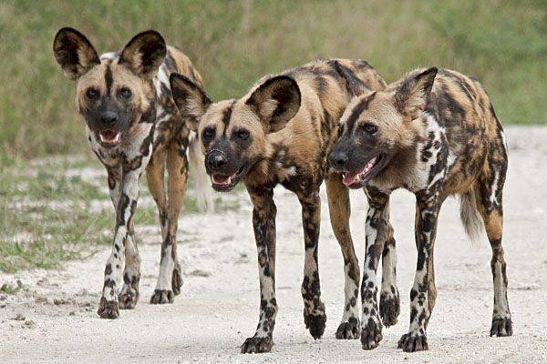Африканский гиеновидный дикий вид собаки