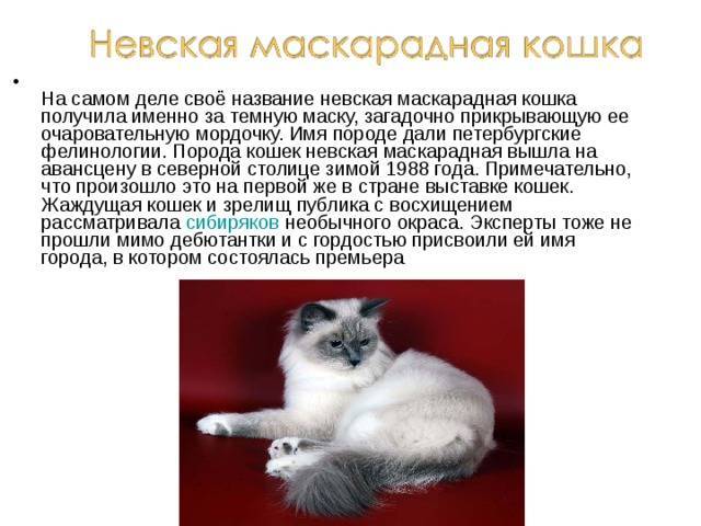 Невская маскарадная кошка, описание породы, характер, окрасы, чем кормить, уход и содержание, фото - zoosecrets