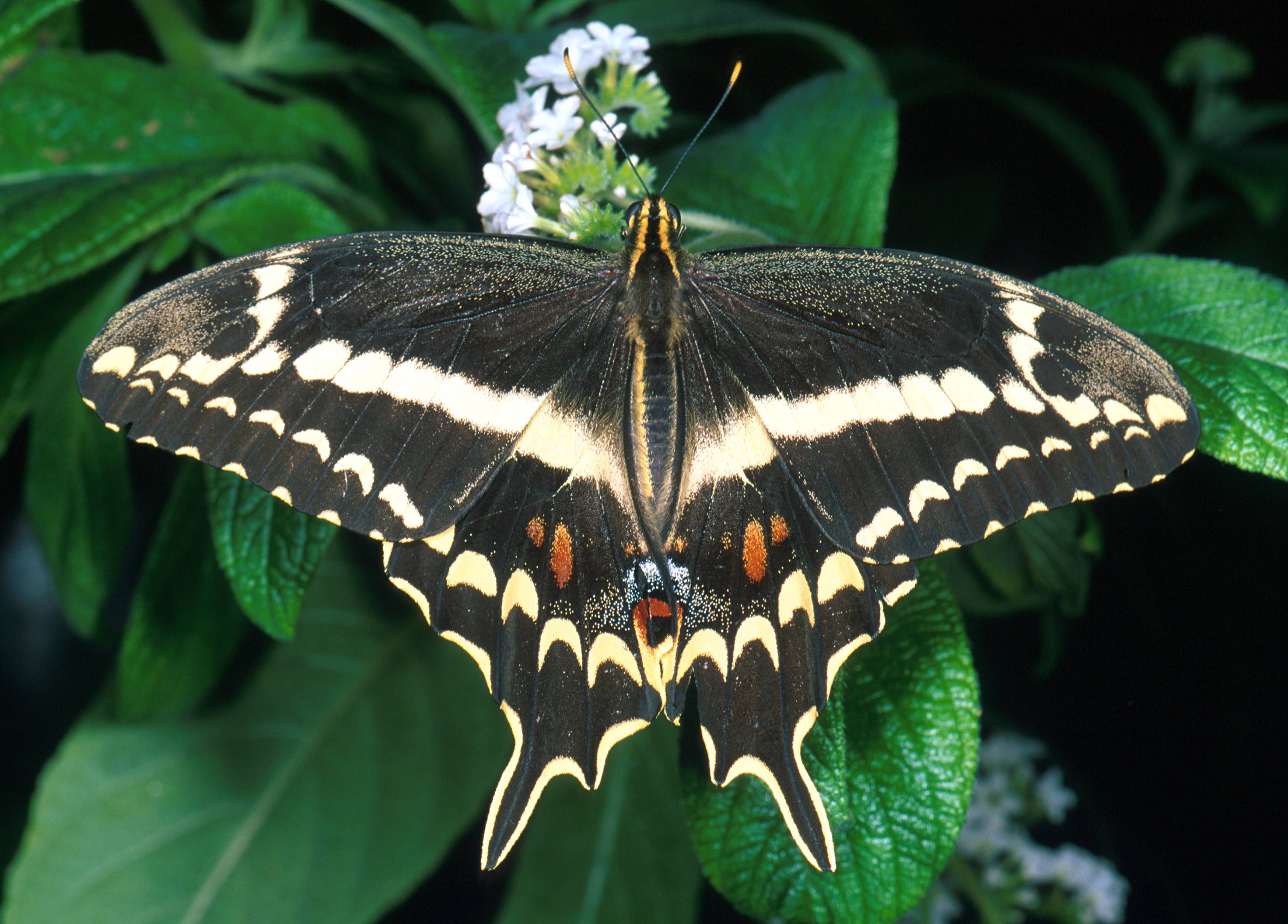 Бабочка - виды и описание бабочек в россии и мире | фото с названиями
