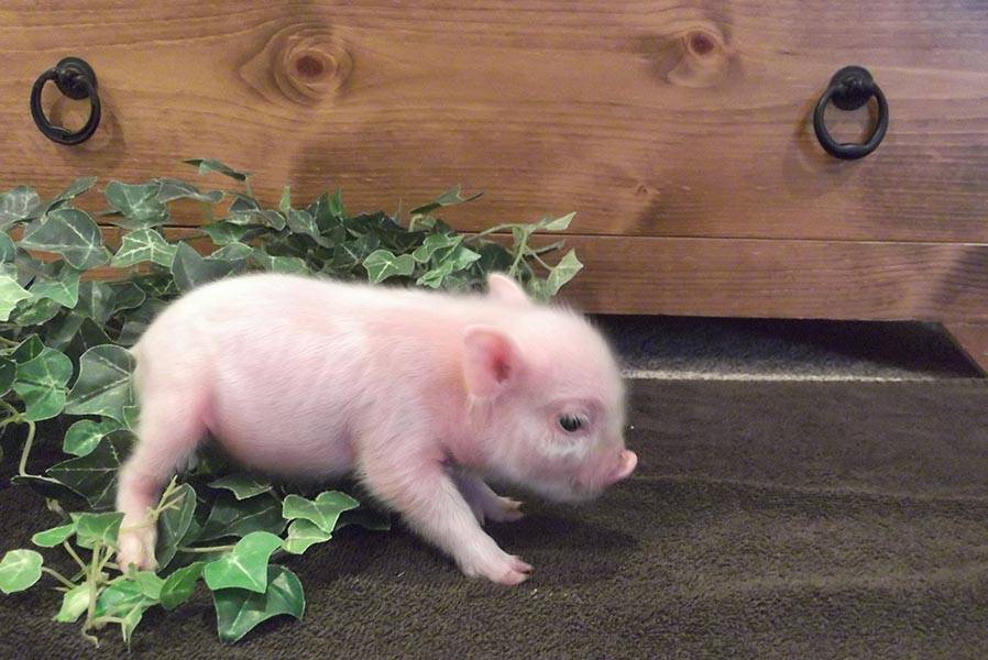 Особенности свиней разных пород с фотографиями и описанием