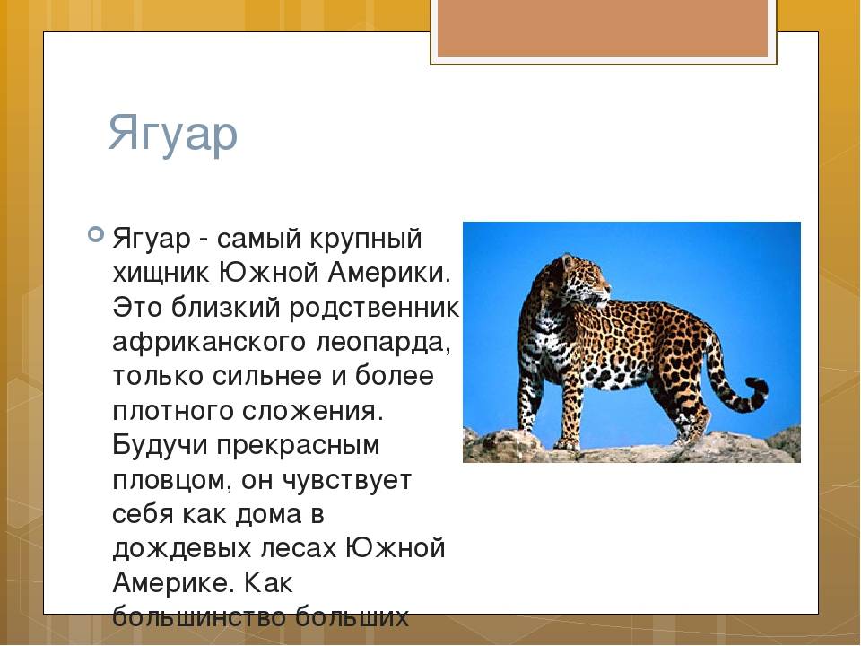 Научный текст про ягуара. Ягуар описание животного. Доклад про ягуара. Познавательный рассказ о Ягуаре. Ягуар краткое описание.
