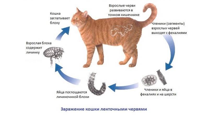 Как понять что у кота глисты: симптомы