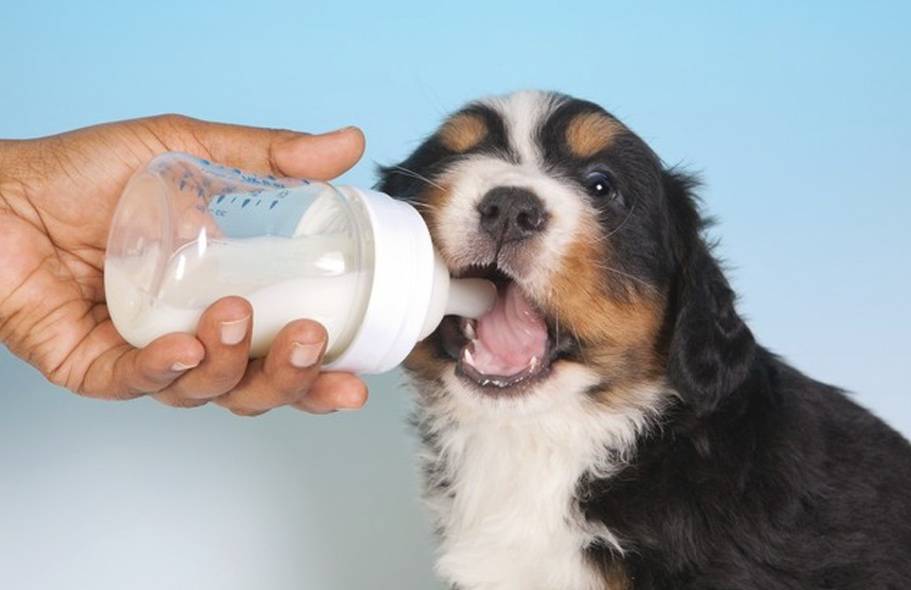 Почему собака пьет много воды?