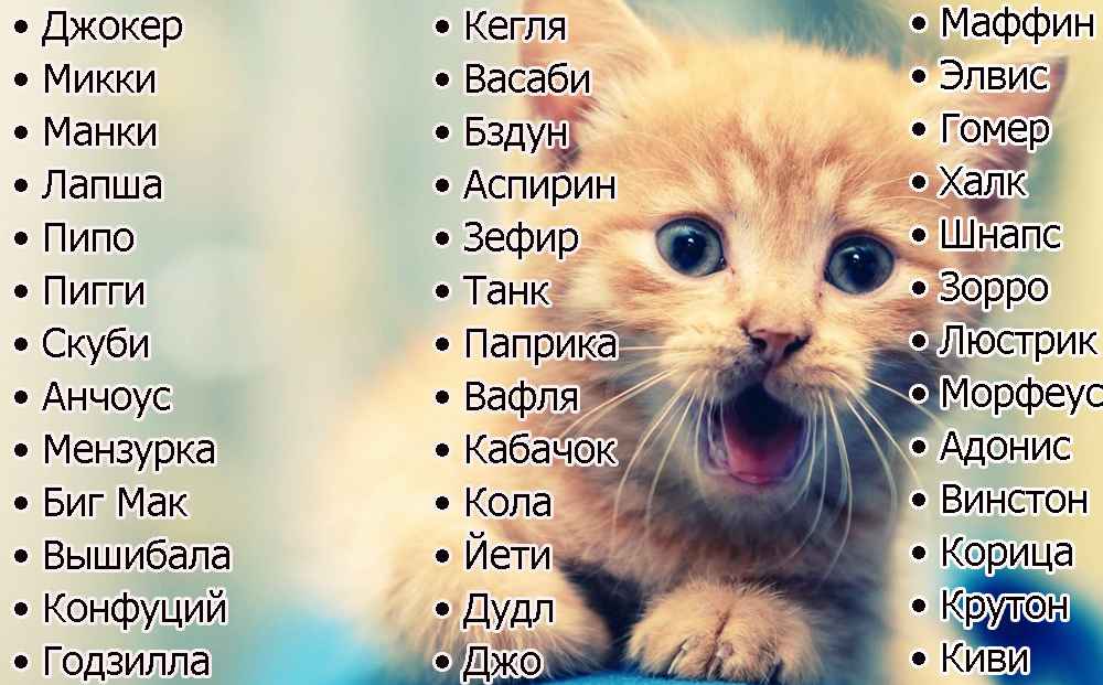 Как назвать шотландского котенка мальчика и девочку - счастливый кот