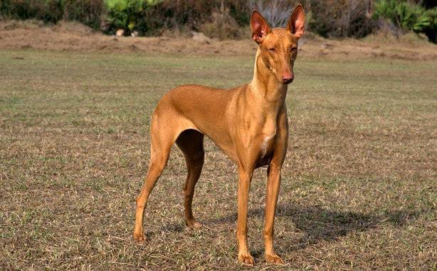 Египетская фараонова собака - описание породы