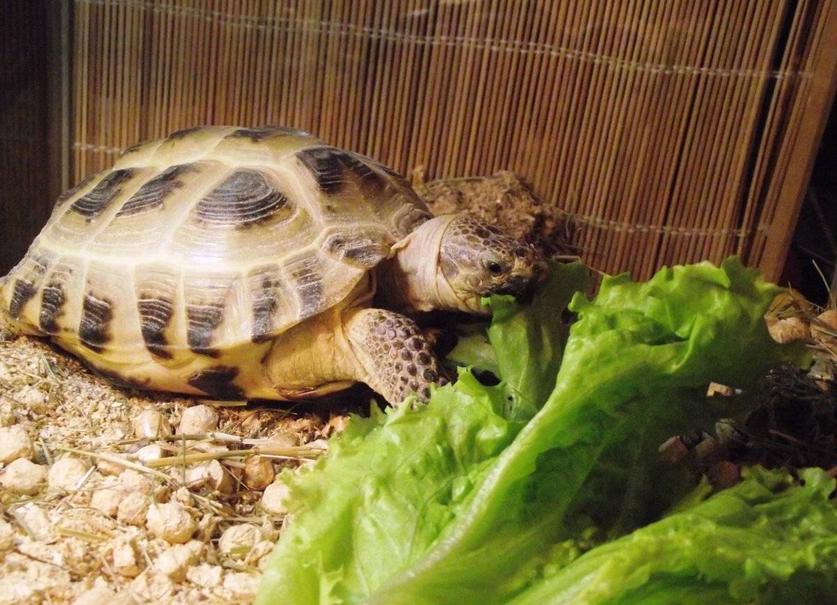 Содержание и уход за красноухой черепахой в домашних условиях