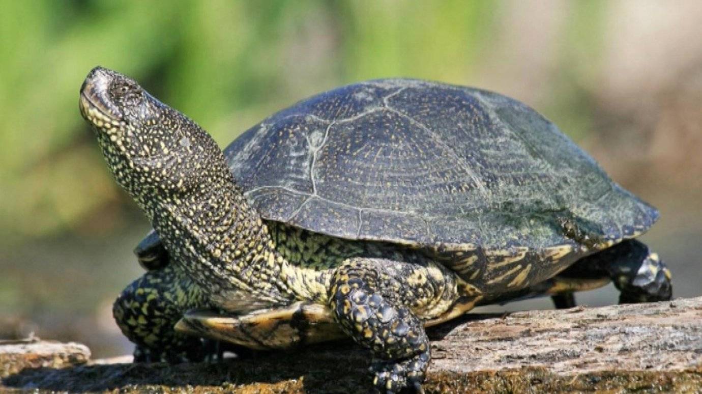 Болотная черепаха. образ жизни и среда обитания болотной черепахи | животный мир