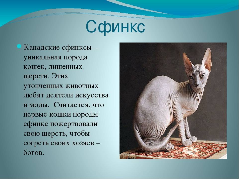 Сфинкс — порода кошек: история, описание породы, характер, имена