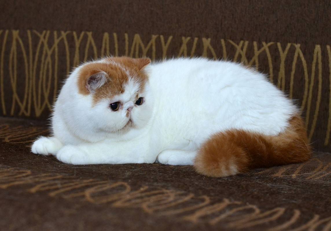 Кот снупи: описание породы, характер кошки, советы по содержанию и уходу, фото