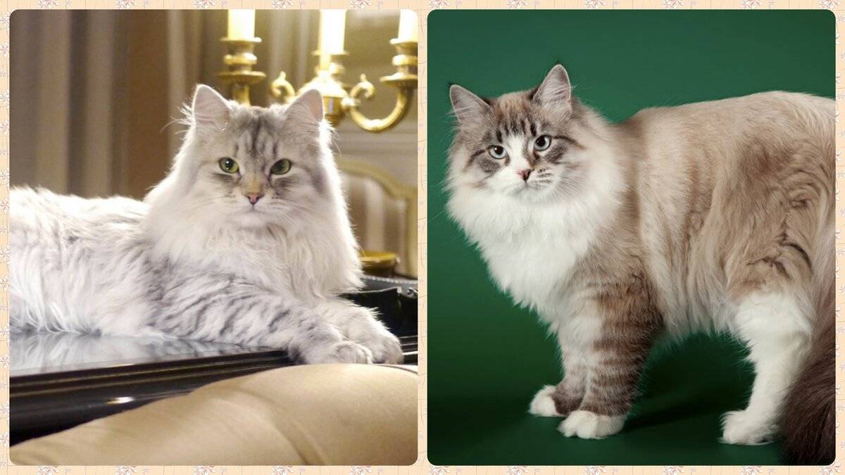 Самые умные породы кошек в мире: фото с названиями и описанием