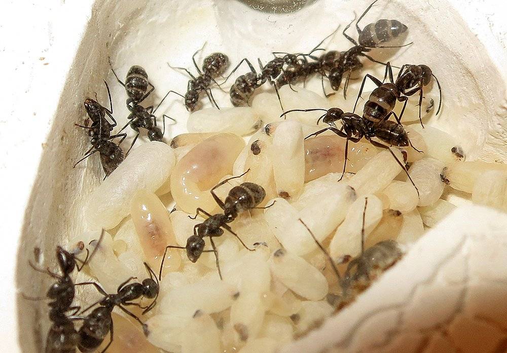 Черный муравей-древоточец: фото, образ жизни и способы борьбы