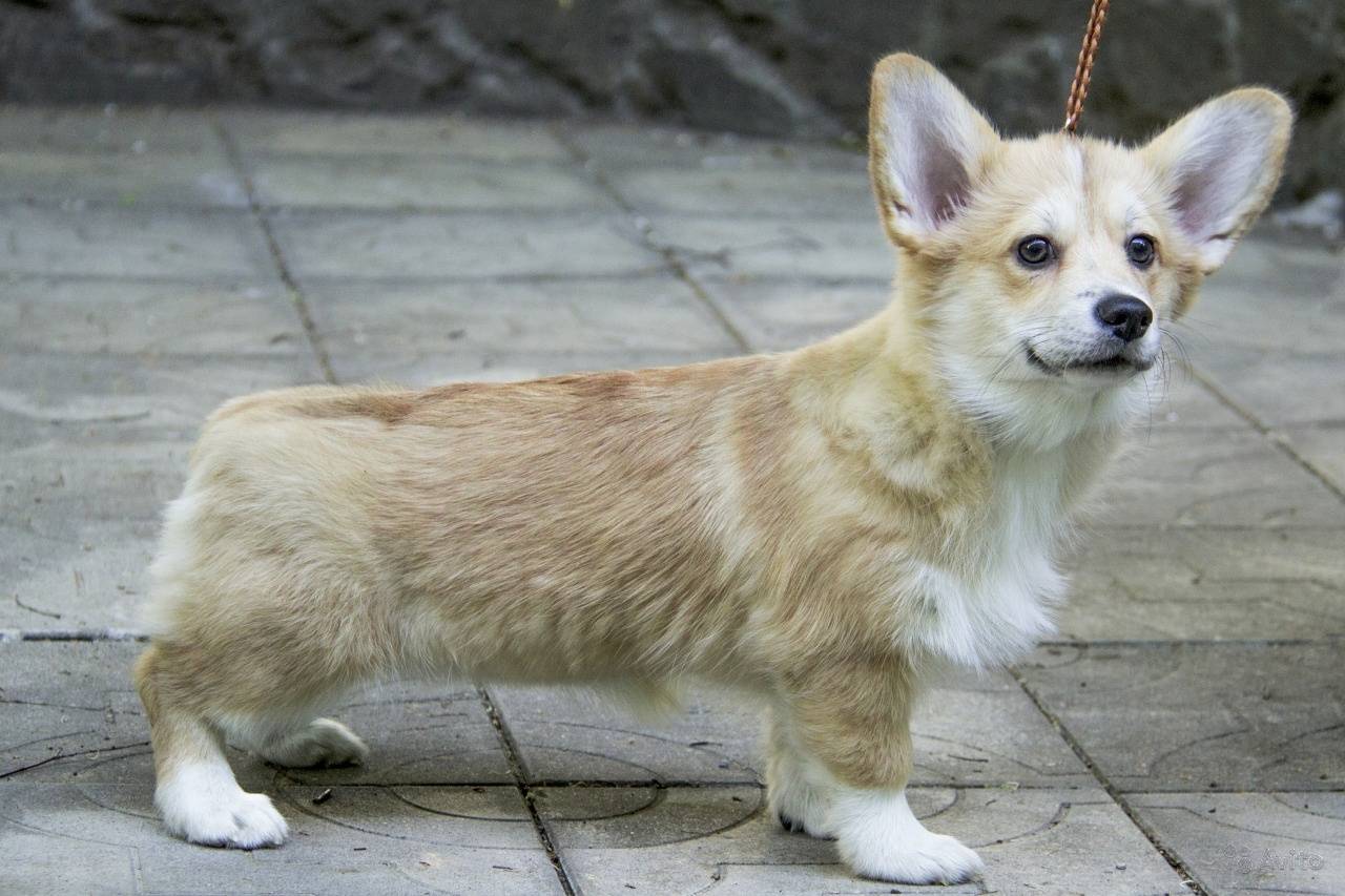 Вельш-корги кардиган и пемброк — отличия, фото пород собак