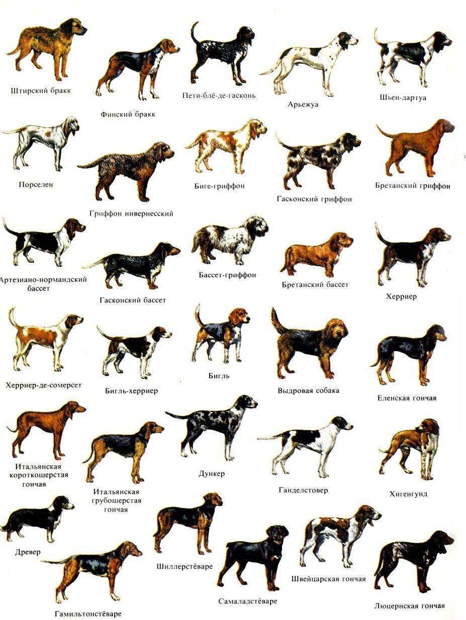 Маленькие породы собак для квартиры: названия и фото