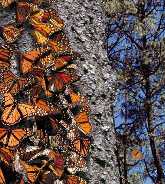 Бабочка монарх. образ жизни и среда обитания бабочки монарх | животный мир