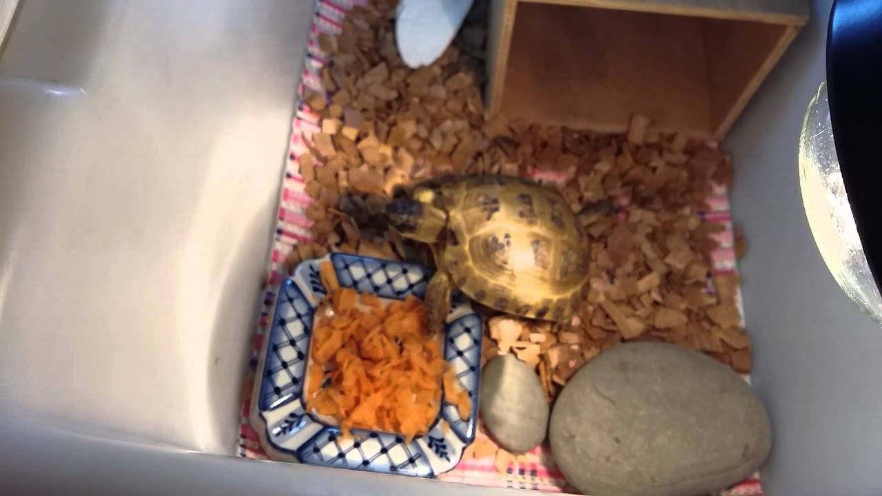 Как ухаживать за черепахой сухопутной в домашних условиях