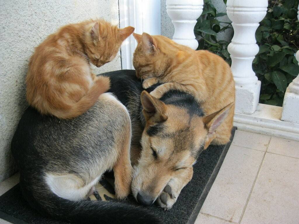 Как долго кошка привыкает к собаке. как подружить кошку с собакой в квартире. два взрослых животных