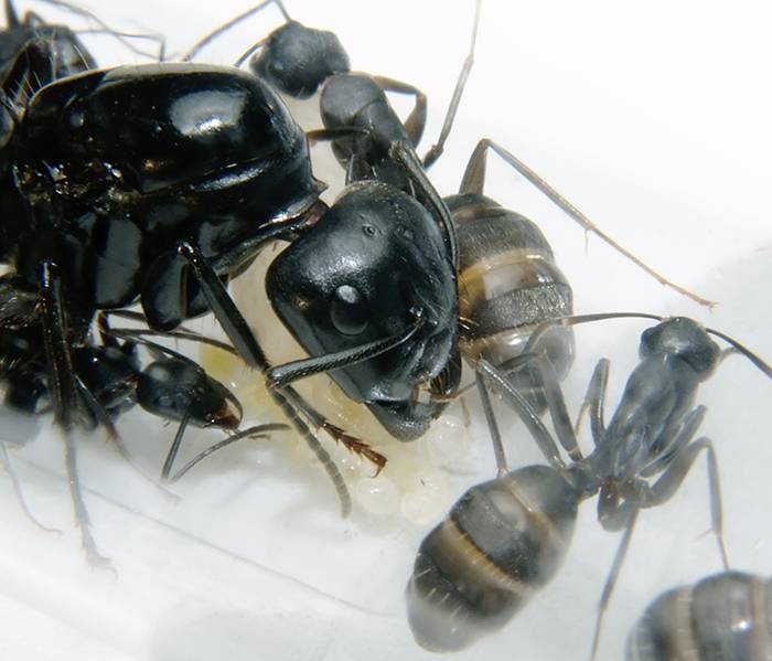 Японикус муравей чем кормить