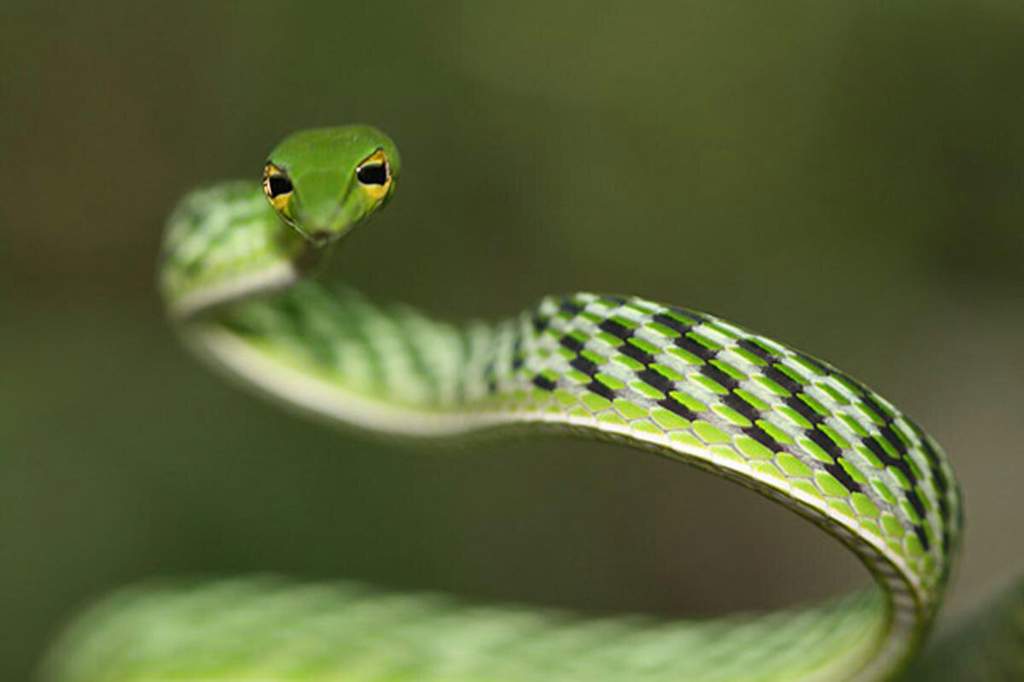 Плетевидная змея ahaetulla prasina