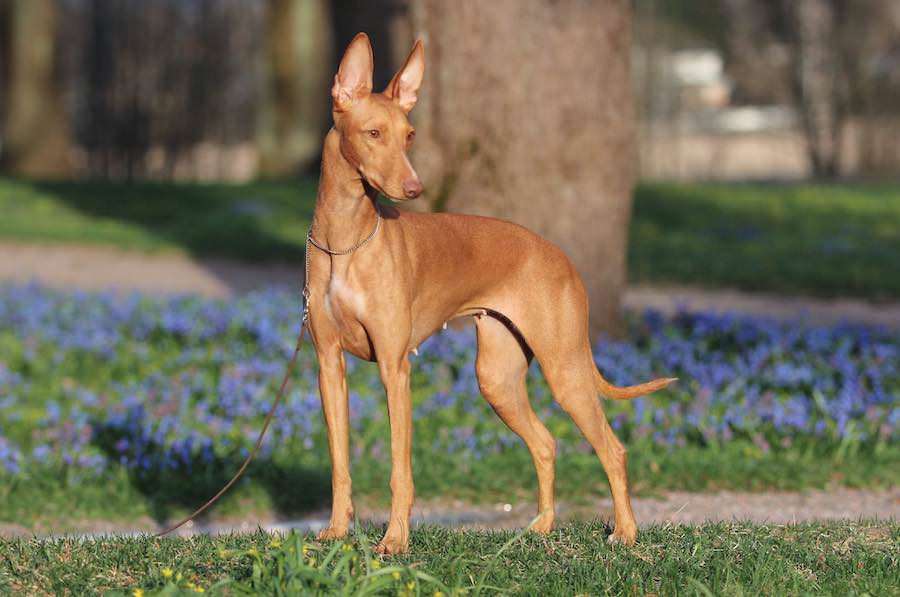 Чирнеко дель этна (сицилийская борзая) — фото и описание породы собак