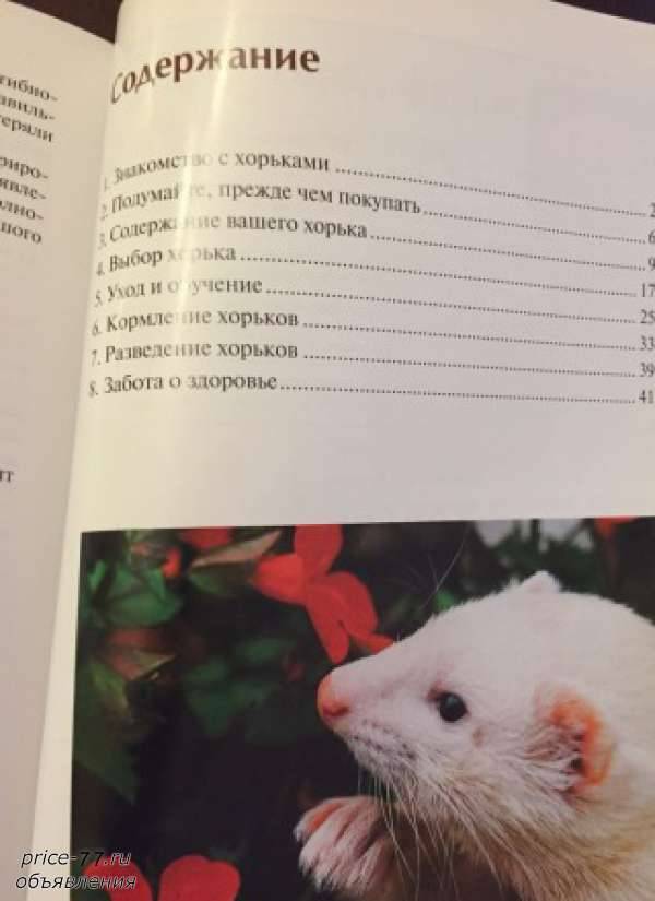 Хорьки как домашние животные: плюсы и минусы - ferrethome.ru