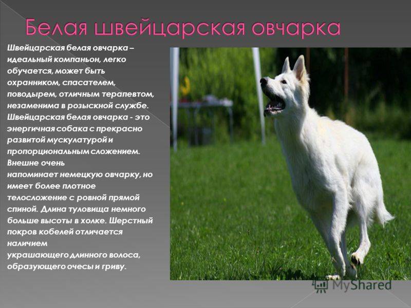 Белая швейцарская овчарка — фото, описание породы, характер и особенности содержания собаки