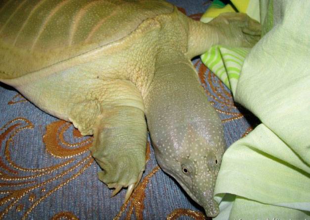 Черепаха трионикс китайский (дальневосточная): содержание, размножение, продолжительность жизни, темперамент, совместимость, половой диморфизм