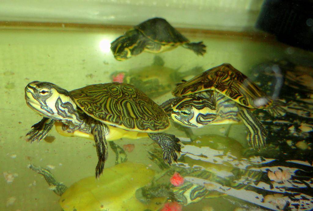 Уход и содержание красноухой черепахи в домашних условиях | все о животных