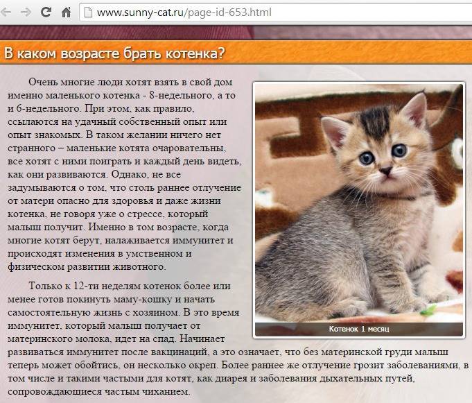 На какой срок можно оставлять кошку одну - gafki.ru
