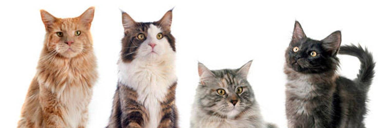 Кого лучше завести: кота или кошку - особенности поведения, характера и отзывы владельцев