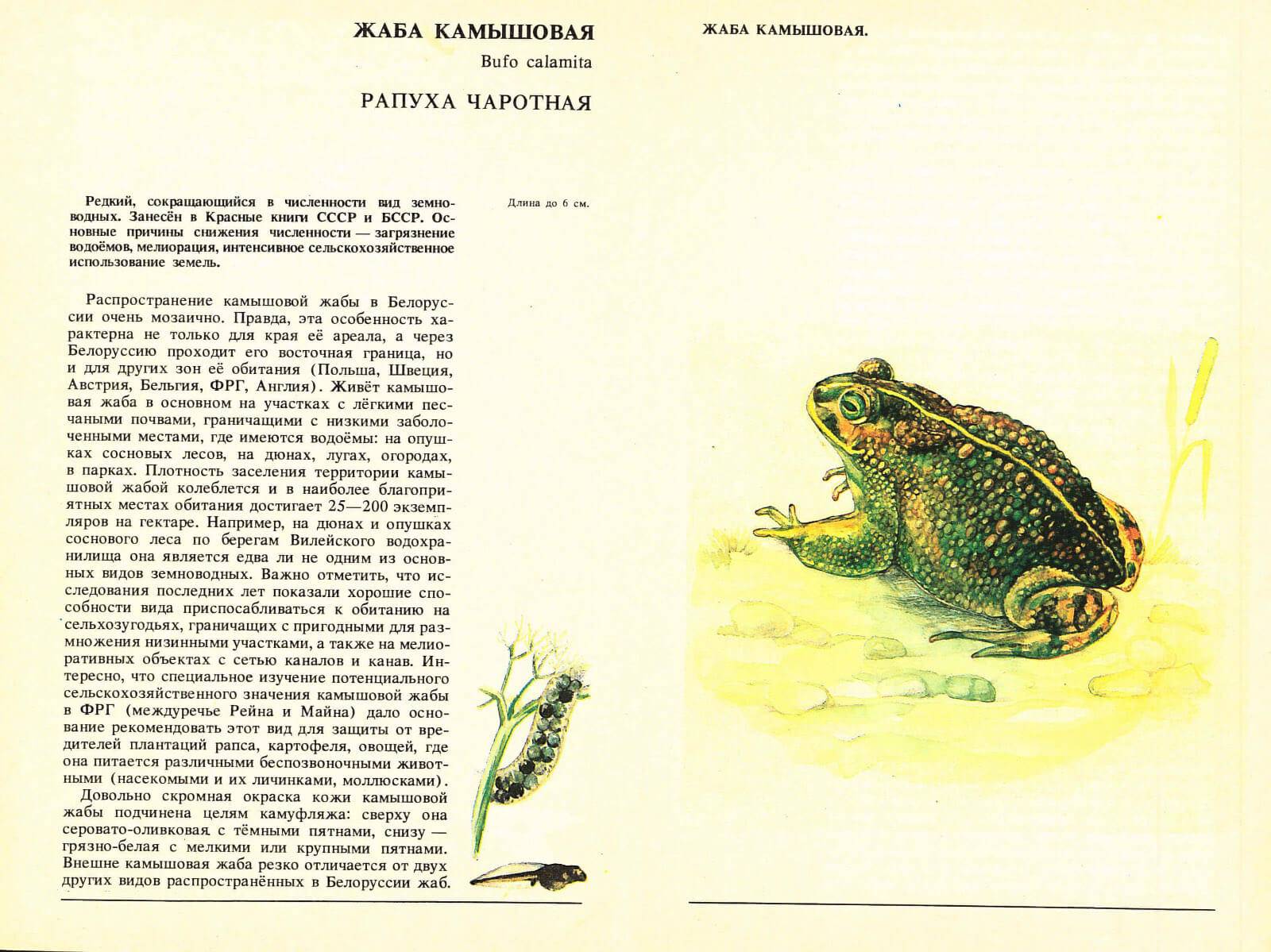 Камышовая жаба - вики