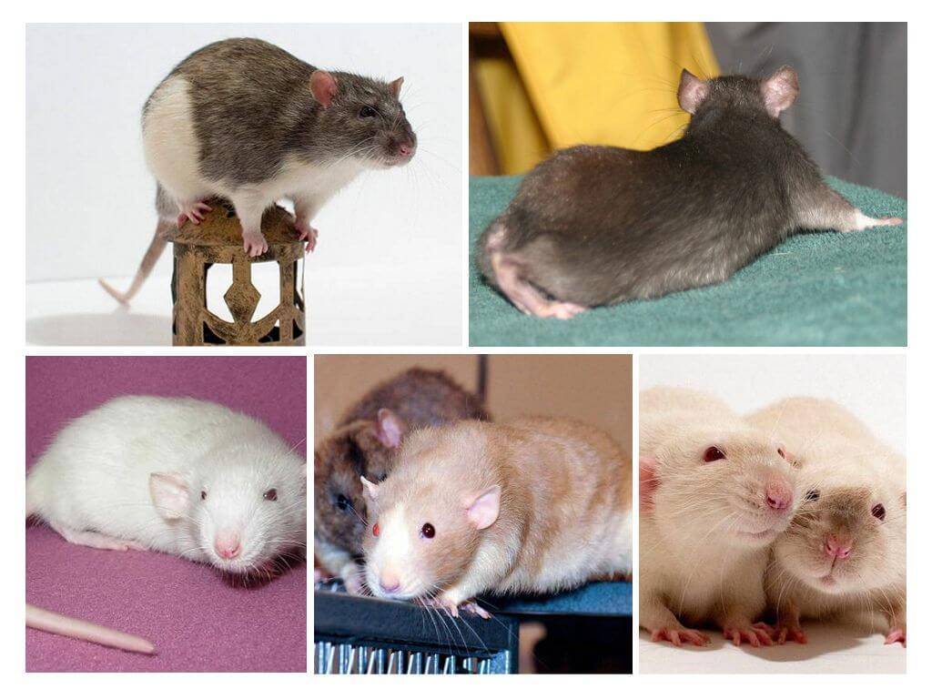 Чем похожа и отличается мышь от крысы. все о детенышах мышей
