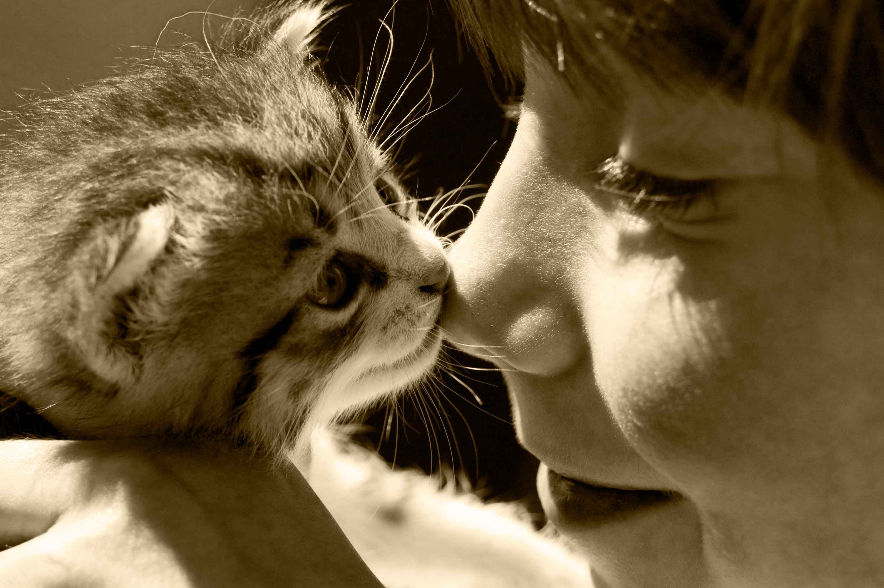 Как понять проявления любви у кошек, как они выражают и показывают свою любовь к хозяевам: повадки, говорящие о том, что коты любят хозяйку — какие признаки проявляют