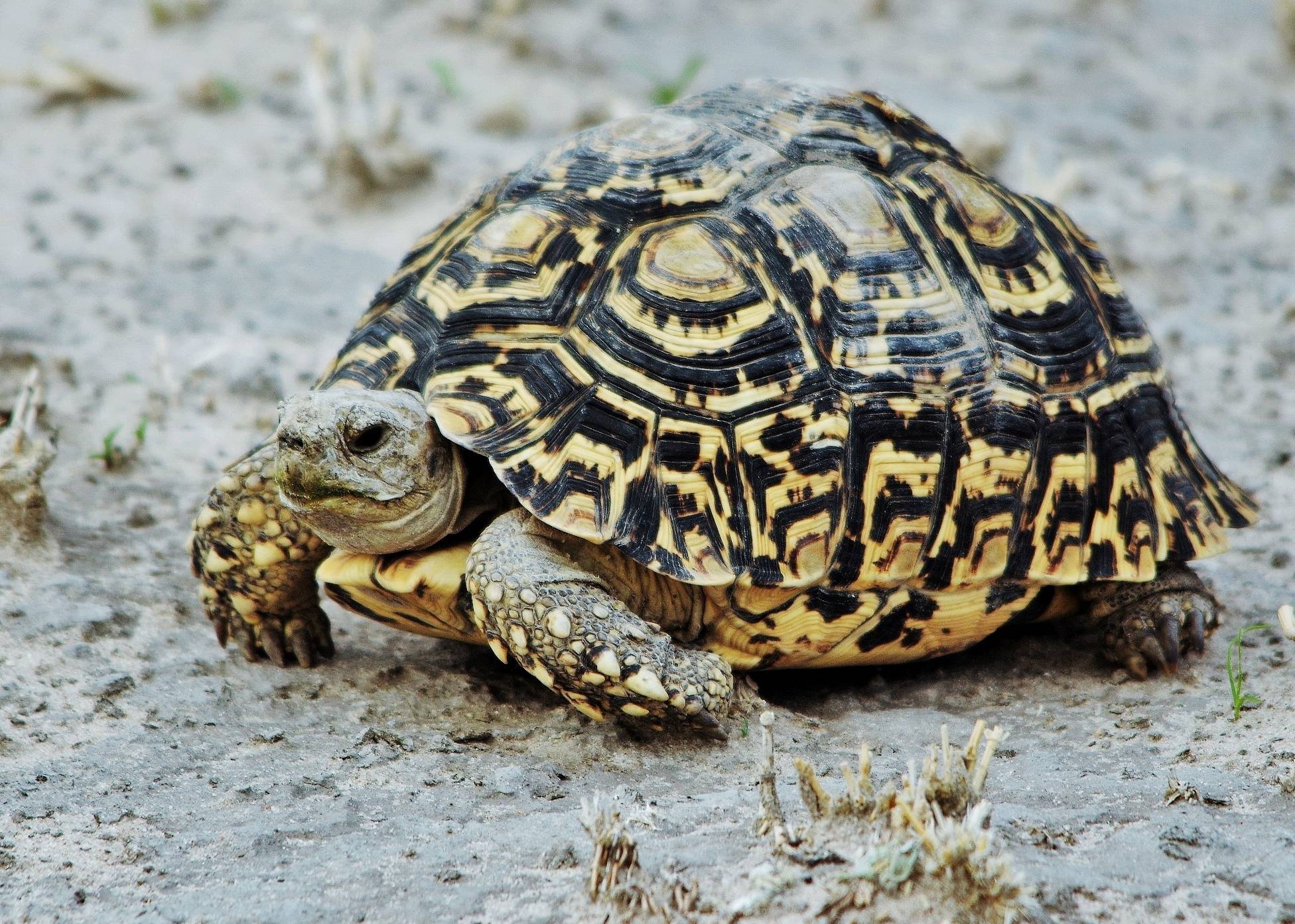 Сколько живут сухопутные черепахи домашних условиях