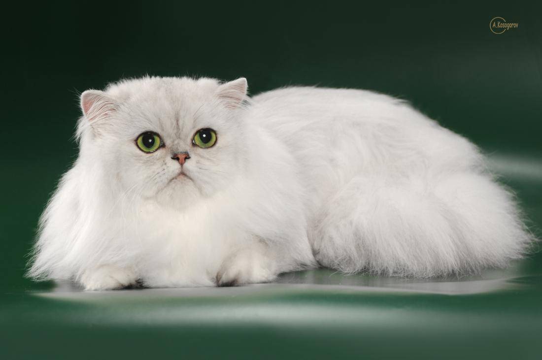 Породы голубоглазых кошек: могут ли быть голубые глаза у белых, черных, рыжих или серых котов?