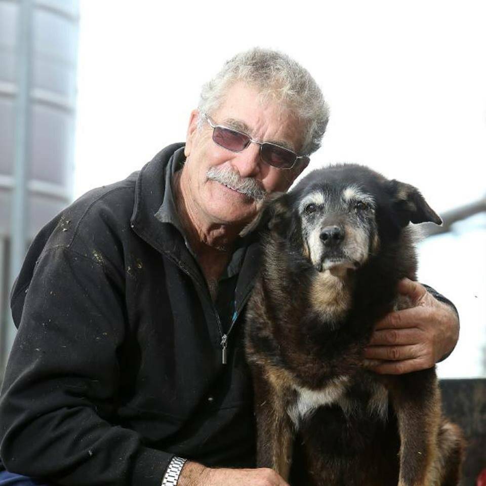 Пожилые собаки возраст. Собака долгожитель Блу. Самая Старая собака. Самый старый пес в мире. Самая собака долгожитель в мире.