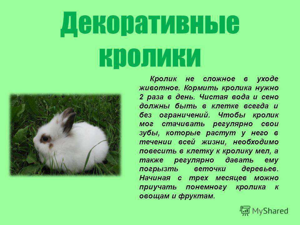 Зеленый рацион декоративных и карликовых кроликов