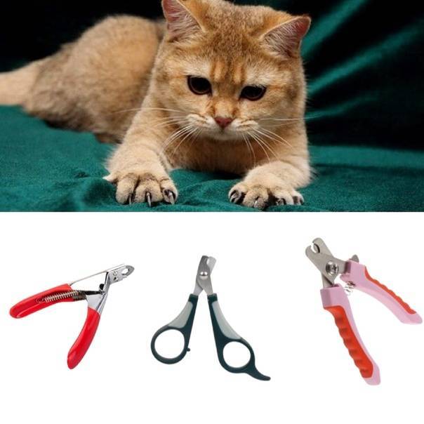 Как подстричь когти кошке: готовимся и проводим процедуру правильно | звери дома