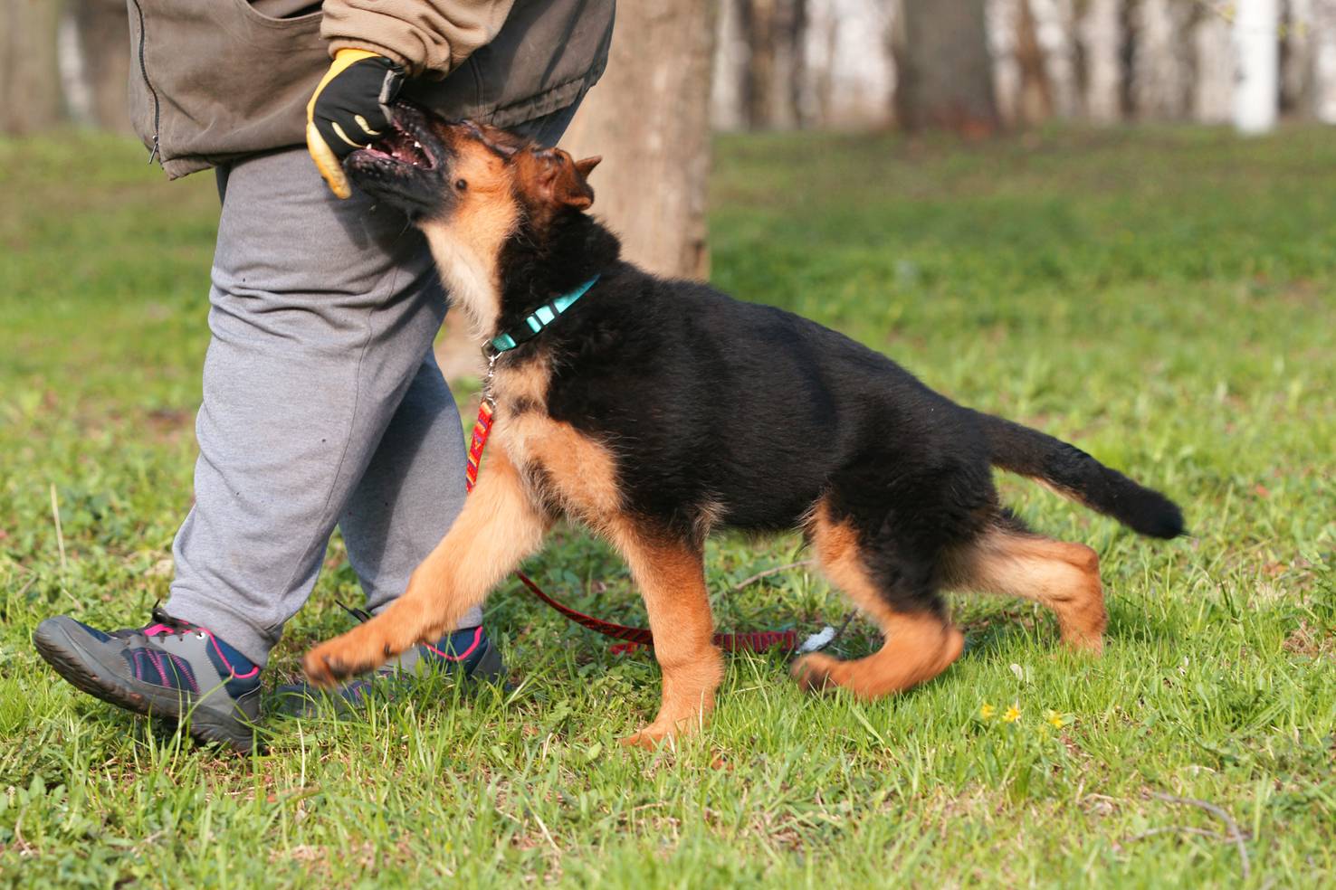Учим собаку команде "место": пошаговая инструкция для питомцев с 4 месяцев до года